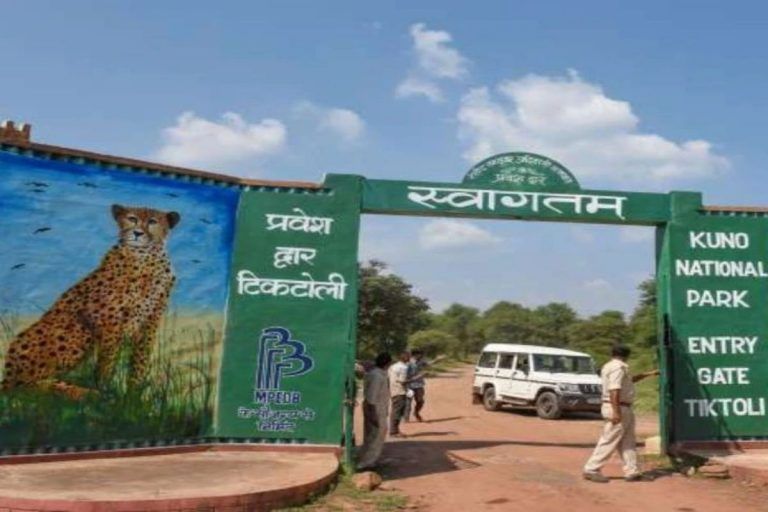 Kuno Palpur National Park: A Serene Wildlife Experience In Madhya Pradesh You Cannot Miss